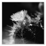 Black and White Photography Series - Cactus 14