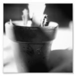 Black and White Photography Series - Cactus 5