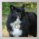 Black and White Pomeranian Poster