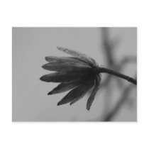 Black and White Poplar Bloom postcards