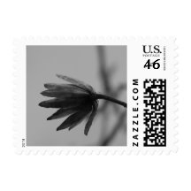 Black and White Poplar Bloom Stamp
