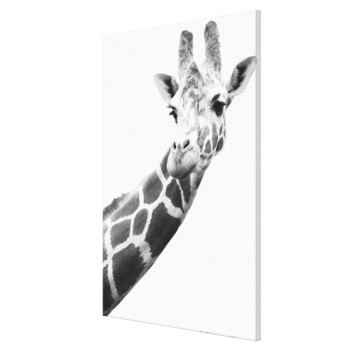 Black and white portrait of a giraffe canvas prints Zazzle