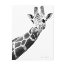 Black and white portrait of a giraffe postcard