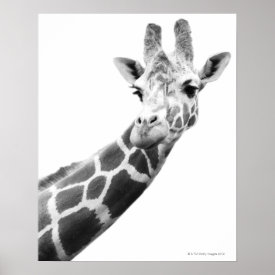 Black and white portrait of a giraffe posters