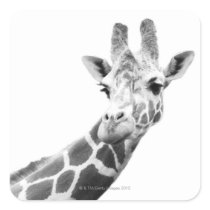 Black and white portrait of a giraffe square stickers