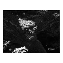 Black and White Print/ Face in Tree