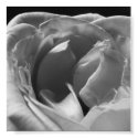 Black and White Rose: Block 3 posters by mamaraider Black and White Rose: Block 3 posters