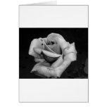 Black and White Rose Greeting Cards