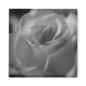 Black and White Rose Magnet
