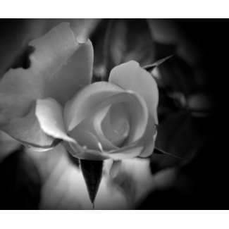 Black and White Rose mousepad