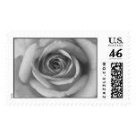 black and white rose postage stamps