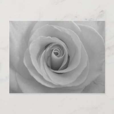 Black and White Rose Post Card by midnighteskye. Black and White Rose