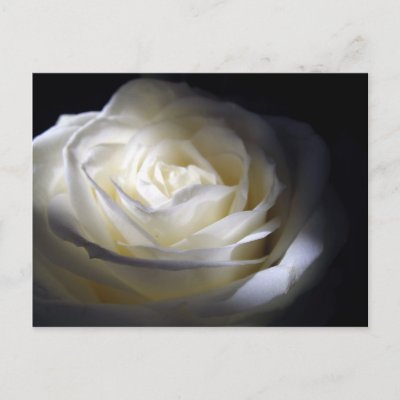 Black and White Rose Postcards by beverlytazangel