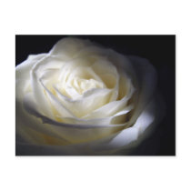 Black and White Rose postcards