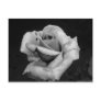 Black and White Rose Post Cards