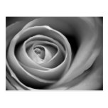 Black and White Rose Postcard