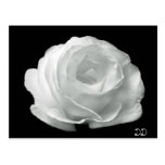 Black And White Rose Postcards