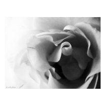 Black and White Rose posters