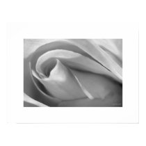 Black and White Rose Poster Poster Print