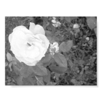 black and white rose posters