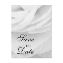 Black and White Rose wedding Postcard