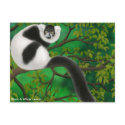 Black and White Ruffed Lemur Postcard