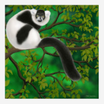 Black and White Ruffed Lemur Poster