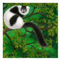 Black and White Ruffed Lemur Poster posters