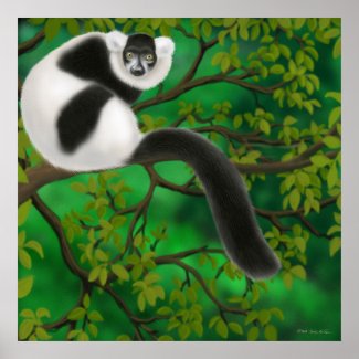Black and White Ruffed Lemur Poster