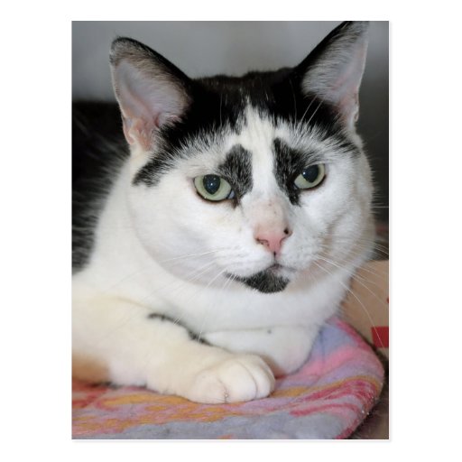Black and White Shorthair American Cat Postcards | Zazzle