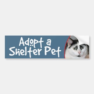 Black and White Shorthair Cat Bumper Sticker/Decal