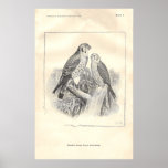 Black-and-White Sparrow Hawks Poster