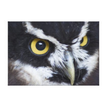 Black and White Specacled Owl Gallery Wrapped Canvas