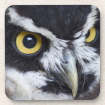Black and White Specacled Owl Drink Coasters