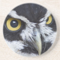 Black and White Specacled Owl Drink Coasters