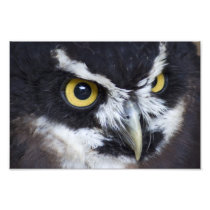 Black and White Specacled Owl Photographic Print