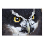 Black and White Specacled Owl Photographic Print