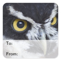 Black and White Specacled Owl Stickers