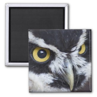 Black and White Spectacled Owl Refrigerator Magnets