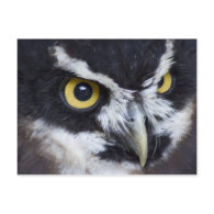 Black and White Spectacled Owl Postcard