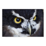 Black and White Spectacled Owl posters