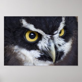 Black and White Spectacled Owl Posters