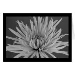 mums, mum, chrysanthemum, chrysanthemums, spider