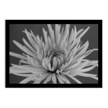 mums, mum, chrysanthemum, chrysanthemums, spider