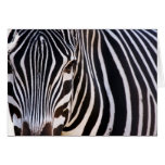 Black and White Striped Zebra Cards