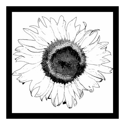 Black and White Sunflower Posters by loraseverson
