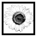 Black and White Sunflower posters by loraseverson Black and White Sunflower posters