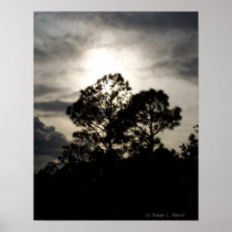 Black and white surreal photograph of pine trees posters