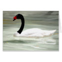 Black and White Swan cards by nwillens Black and White Swan cards