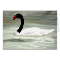 Black and White Swan cards